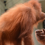 Online szavazáson dől el, milyen nevet kapjon a budapesti orangután