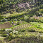 New York Times: a tokaji aszú a világ egyik legjobb édes bora