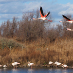 Három-négy tagú baráti társaságokba verődnek a flamingók, betegségben is kitartanak egymás mellett