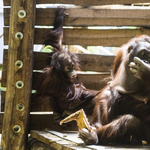 Az emberi beszédet utánozza Rocky, az orangután