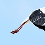 Honnan tudják a gólyák, merre kell vándorolniuk?