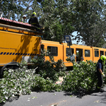 Fa dőlt a 28-as villamosra Kőbányán