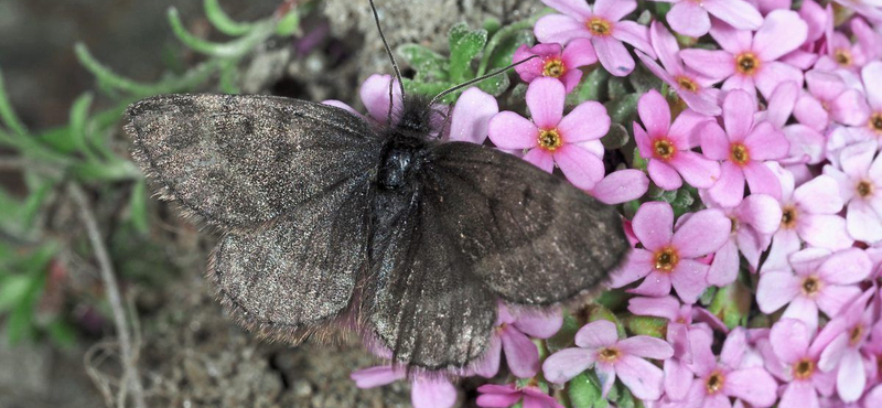 86 év után rábukkantak egy nagyon trükkös lepkére: 5 cm alacsonyan repül, hogy ne fázzon