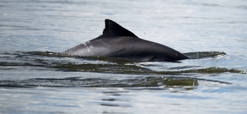 Most Argentínában pusztultak rejtélyes okokból a delfinek