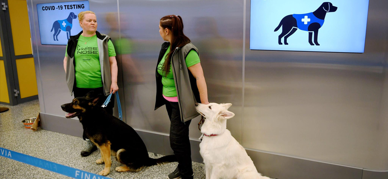 Finnországban már kutyákkal szagoltatják ki a koronavírus-fertőzést