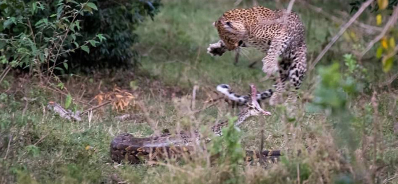 Mohó piton támadt egy leopárdra – nem kellett volna (videó)