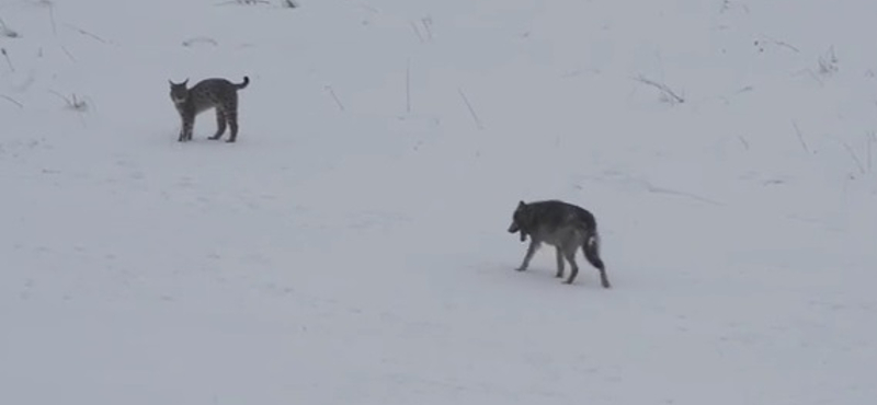 Ritka ragadozók találkozását vették fel a Kárpátokban – videó