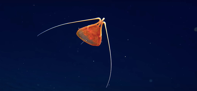 Új medúzafajt vettek videóra a Csendes-óceánban