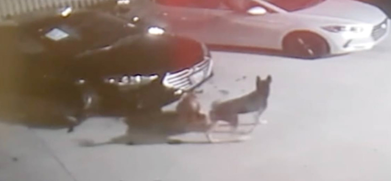 Egy csapat kóbor kutya szétcincálta egy autókereskedés drága autóit - videó