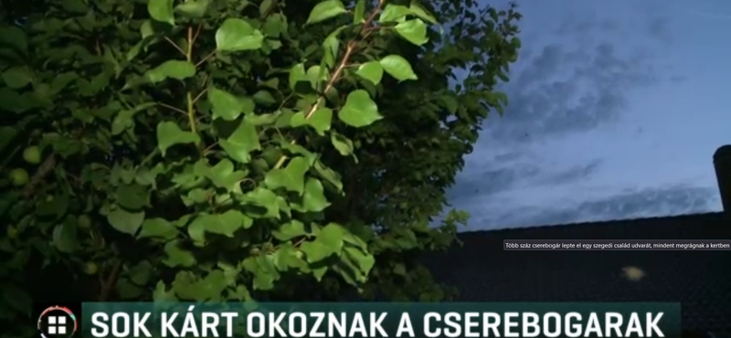 Cserebogár-invázió Szegeden – ellepték egy család udvarát a rovarok