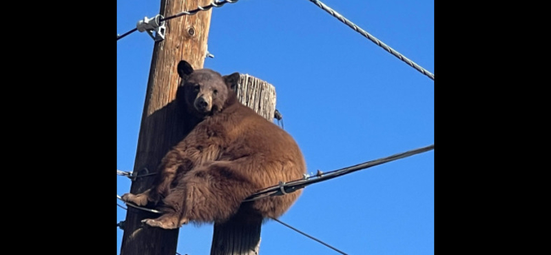 Villanypóznára mászott, még a kábelekre is ráült egy medve Arizonában