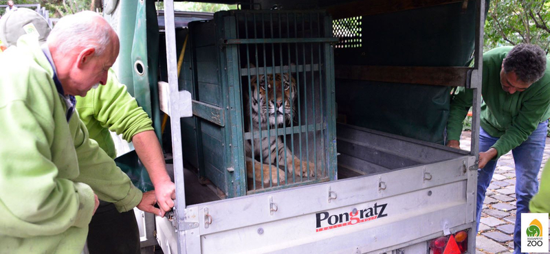 Megérkezett a fővárosi állatkertbe Szása, a szibériai tigris