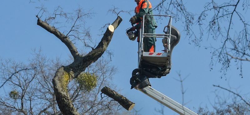 A nap, amikor megállt a levegőben a fűrész