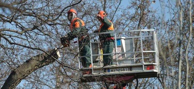 Mindenki nyugodjon le: a Városliget szebb, zöldebb, fásabb lesz