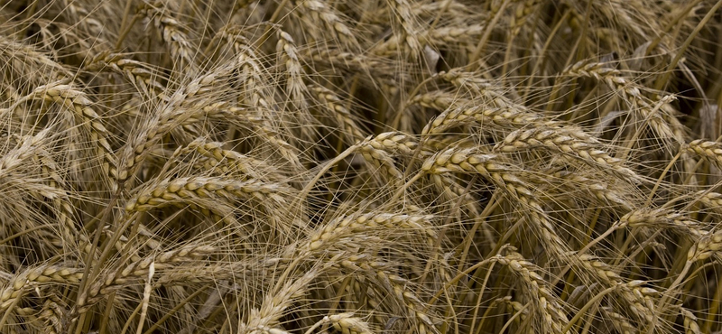 Elsőként engedélyezte génmódosított búza termelését Argentína