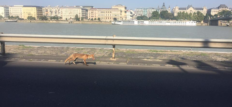 Lesoványodott róka sétál a budai alsó rakparton – fotó