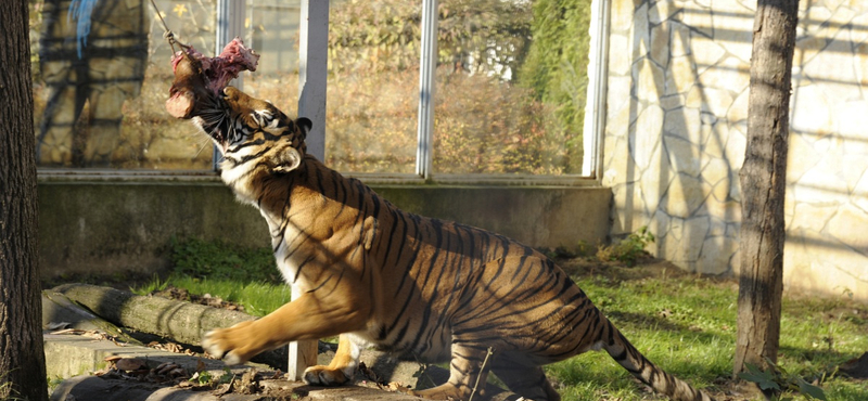 Fotók: két új tigris érkezett Nyíregyházára