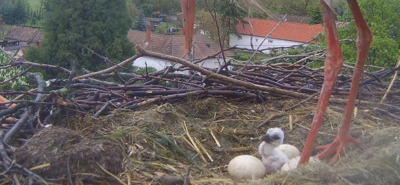 Videó: kikelt az első gólyafióka az ostffyasszonyfai fészekben