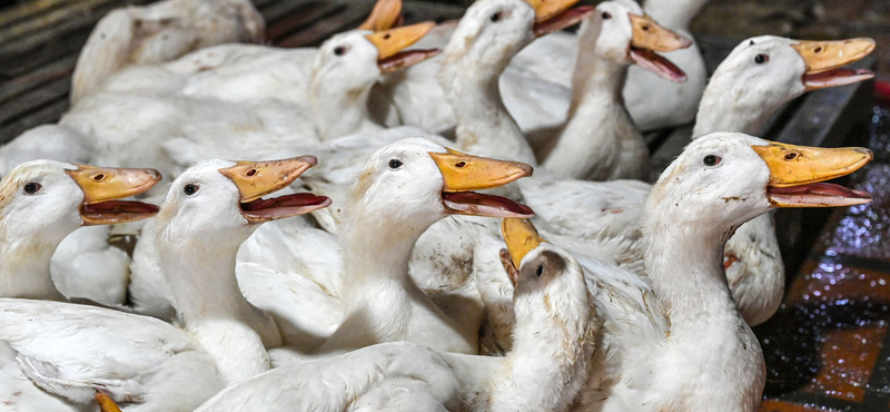 WHO: Meghalt az első ember H5N2 madárinfluenzában