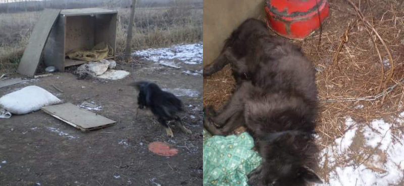 Láncra kötött kutyát hagytak halálra fagyni egy pesti társasház udvarán