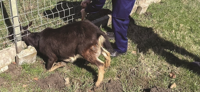 Fotók: Erővágóval vágták ki a kerítésbe szorult kiskecskét a rendőrök