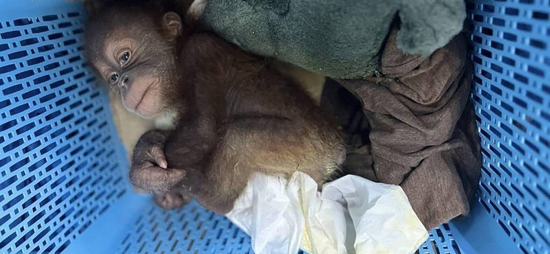 Orángutánbébivel bukott le egy thai csempész