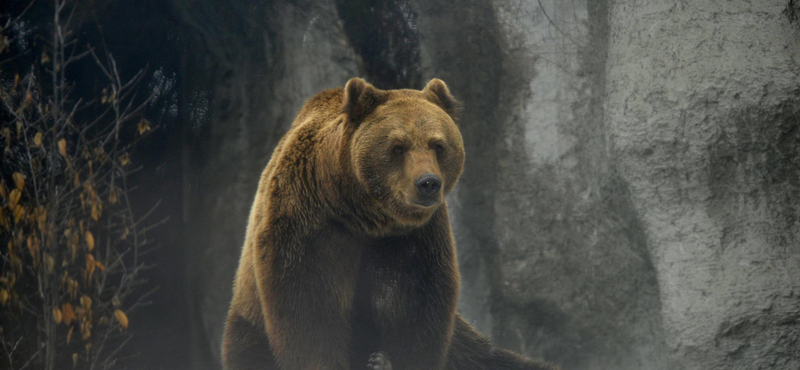 Kígyó, medve és cápa is megtámadott egy 20 éves fiút