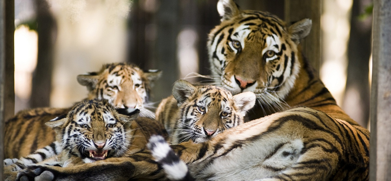 Látogatók előtt szült a nyíregyházi szibériai tigris (fotókkal)