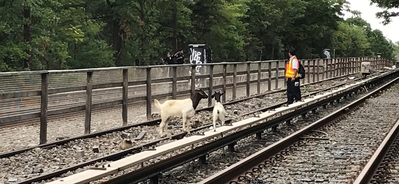 Kecskék legelésztek a New York-i metró sínjei között