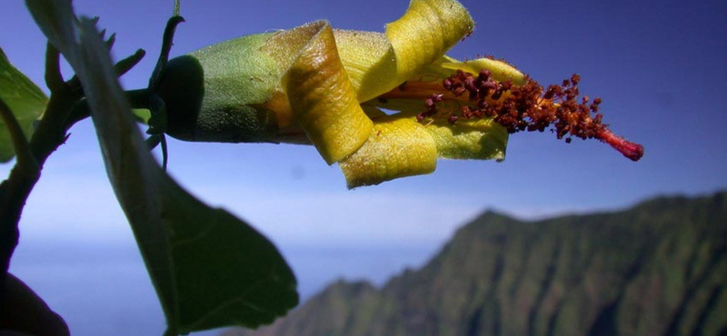 10 éve kihaltnak hitt növényt találtak Hawaiin