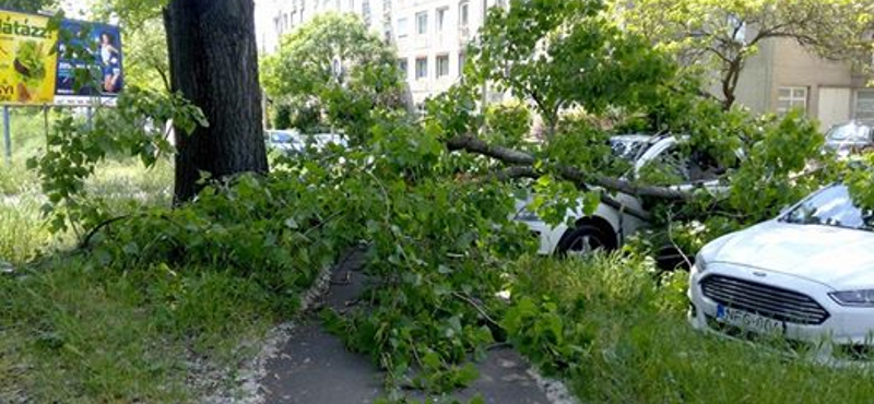 Fotó: A Vasúttörténeti Park közelében zúzott össze egy autót egy leszakadó faág