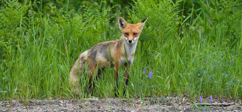 Vörös rókát fogtak a Péterfy-kórház baleseti központjában