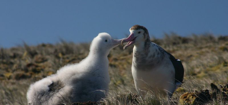 Önálló fajnak ismerik el a világ legritkább albatroszát