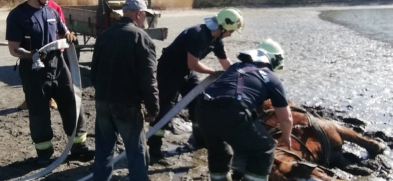 Lovat kellett kimenteni a tatai Öreg-tó iszapjából