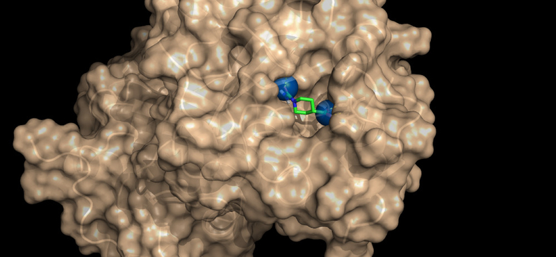 A magyar gyógyszerkutatók úgy találnak fogást a koronavírus fehérjéin, ahogy a telefon keresi a wifit