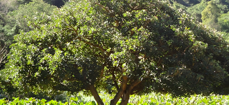 A algunos científicos les preocupa que muchas plantas tengan nombres racistas