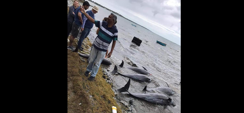 Már 40 delfin pusztult el Mauritiusnál