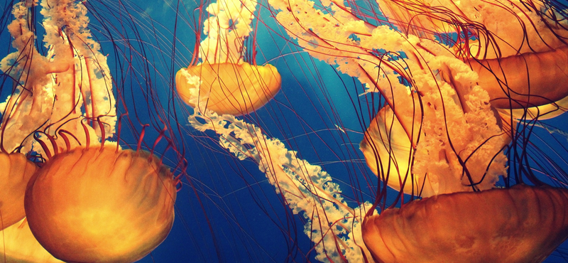 Belehalnak, annyira stresszelik az emberek őket – a medúzák tragédiájára hívja fel a figyelmet egy új kutatás
