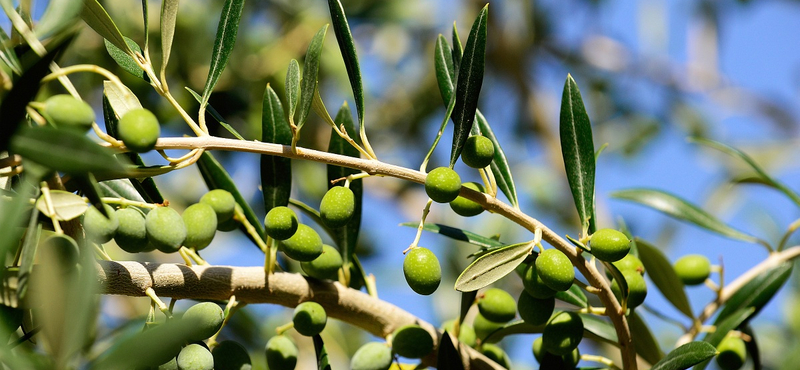 Hibás tanulmány miatt dicsérték agyon a mediterrán diétát?