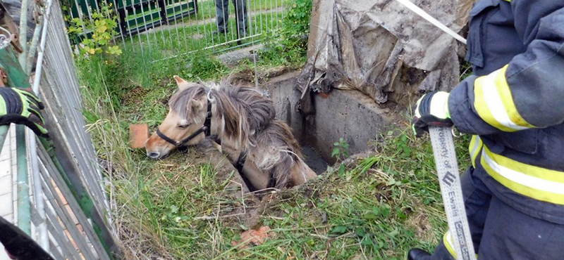 Fotók: Vízaknából szedtek ki egy lovat a tűzoltók Zala megyében