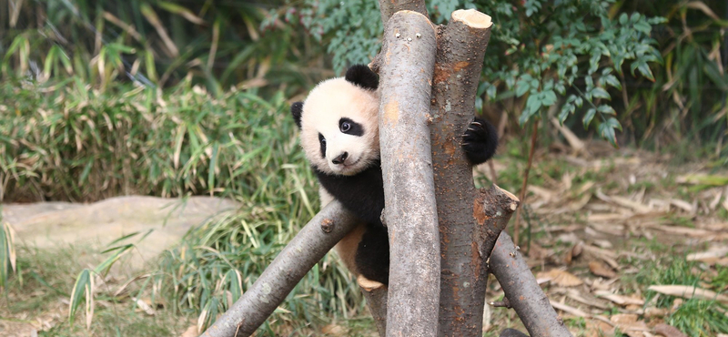 Milliós nézettséget hozott egy túlságosan is ragaszkodó panda videója