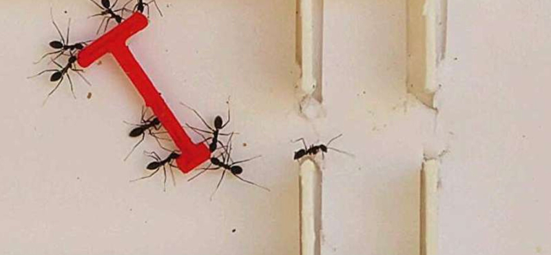 Összeálltak a hangyák, és együtt lenyomták az embereket egy különös kísérletben – videó
