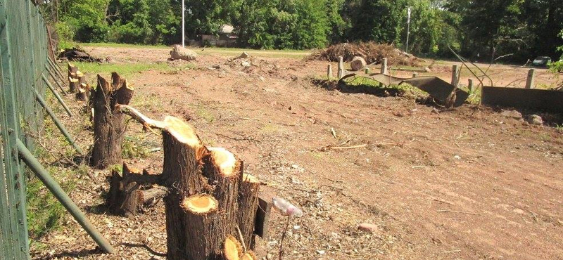 Kivágtak egy halom fát a Margitszigeten a teniszstadion bontása miatt