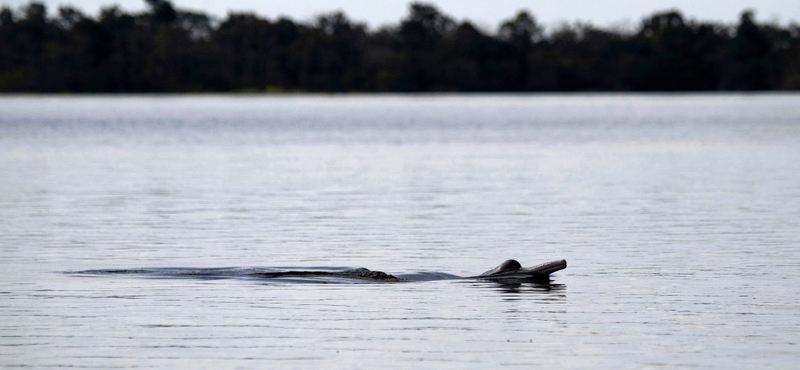 Nem bírják a meleget, tömegesen pusztulnak a delfinek az Amazonasban 