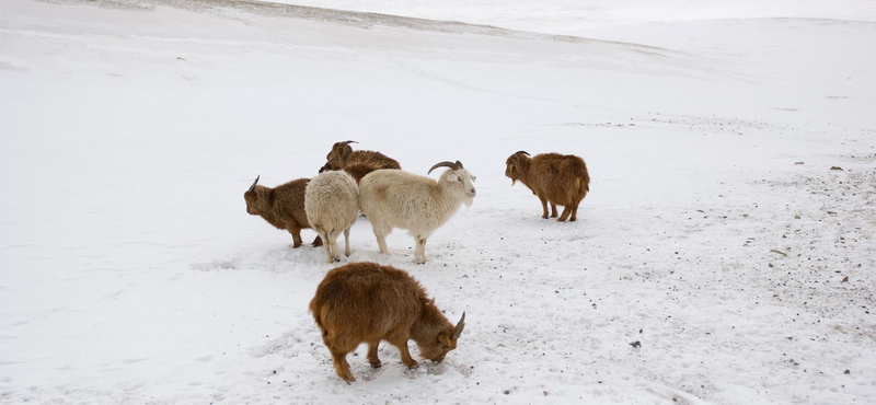 Több millió állattal végzett a zord időjárás Mongóliában