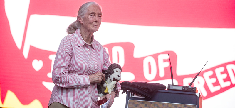 Jane Goodall egy meglepő helyszínen is felbukkant Budapesten