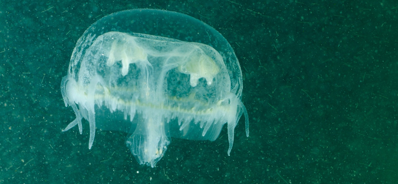 Kínában már a medúzát is hamisítják