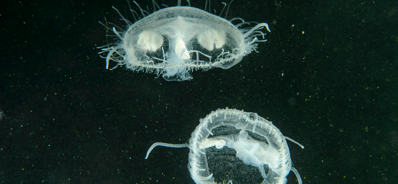 Látta már a salgótarjáni medúzákat? Most kettőt is lefotóztak