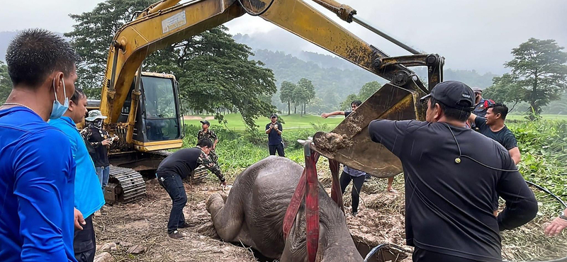 Szívmasszázzsal élesztettek újra egy elefántmamát Thaiföldön