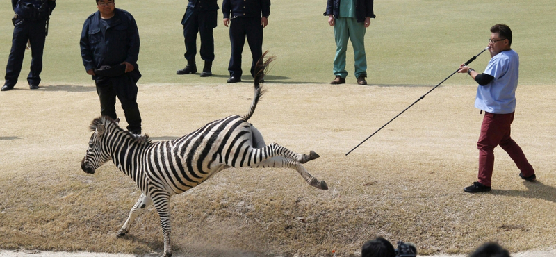 Tragédiába torkollt a zebraüldözés Japánban - fotók